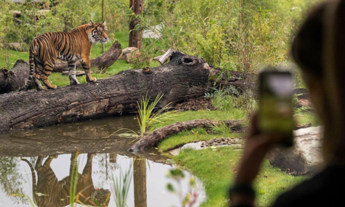 Someone taking a photo of a Tiger
