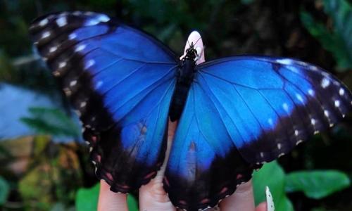 Close up of a blue morph butterfly at Stratford Butterfly Farm