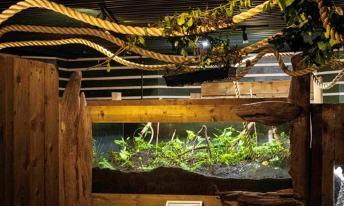 Indoor wildlife exhibit with lush greenery, wooden features, and hanging ropes creating a natural habitat design