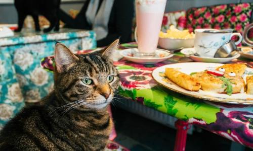 A cat in a cafe