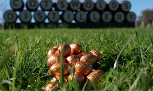 Foil wrapped eggs on the grass in front of spirit barrels. Each barrel has a letter on the front to spell out the words Cotswold Distillery