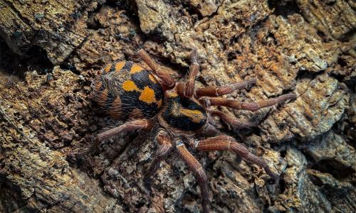 A giant orange a black spider sitting on a rock