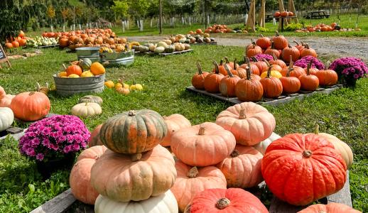 Pumpkin Patch at Tuckaway Tree Farm