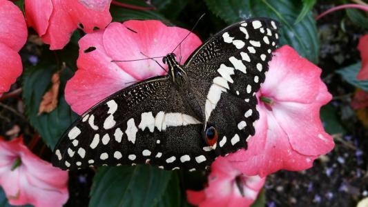A tropical butterfly sitting on a pink flower