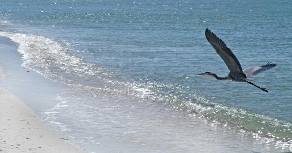 Wildlife Stump Pass Heron Flight