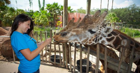 Giraffe Feeding