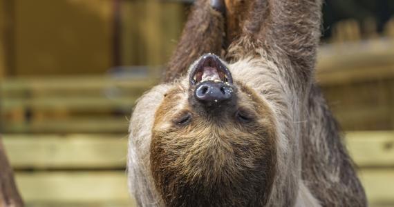 ZooTampa Sloth