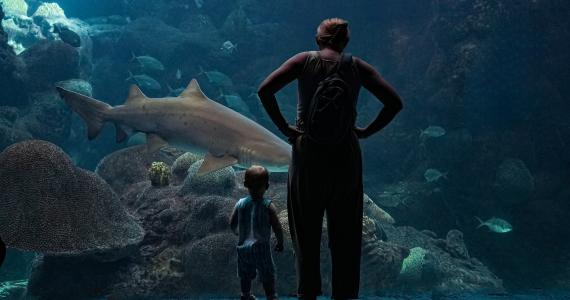 The Florida Aquarium shark