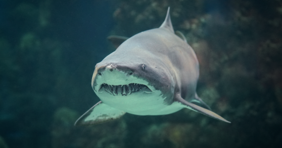 The Florida Aquarium shark