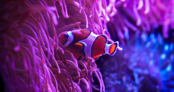 The Florida Aquarium clownfish in a sea anemone