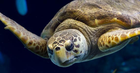 The Florida Aquarium sea turtle