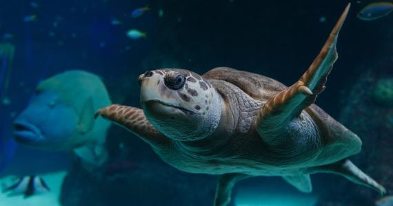 The Florida Aquarium loggerhead sea turtle
