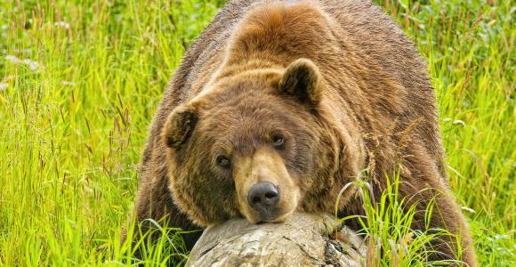 Alaska Wildlife Conservation Center Brown Bear