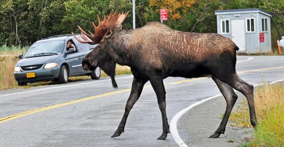 Bull Moose Crossing