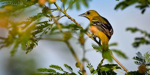 bird