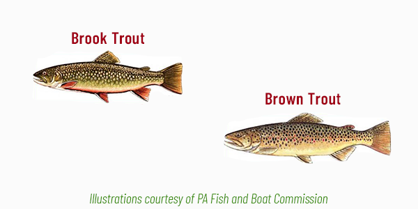 Where are the best trout fishing waters in Pennsylvania? 