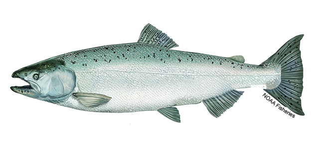 Salmon Chinook