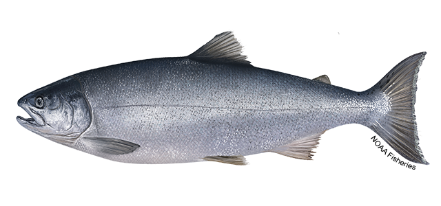 salmon coho