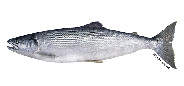 Salmon Sockeye