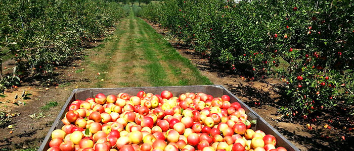 Bin of Apples at Edwards Apple Orchard West