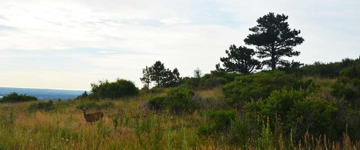 Best Hiking Trails In Fort Collins
