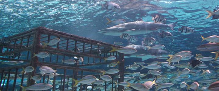 Visit Myrtle Beach Examiner Com Bucket List Worthy Attractions In Myrtle Beach