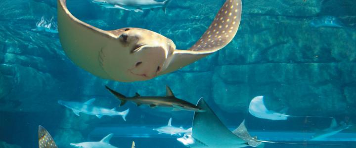 Ripley S Of Myrtle Beach Offers 10 Carolina Deal Days Through Myrtle Beach Offers 10 Carolina Deal