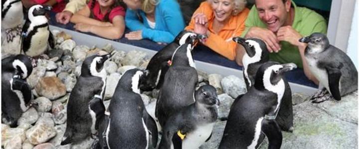 Penguins Taking Flight To Ripley S Aquarium Of Myrtle Beach In
