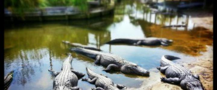 Alligator Adventure Reptile Capital Of The World Visit Myrtle Beach