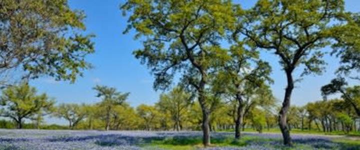 Bluebonnets