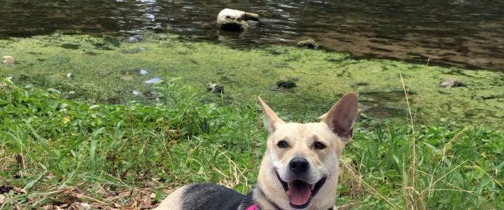 A black and tan mixed breed dog lays on a beach towel next to the Guadalupe River after a fun swim!