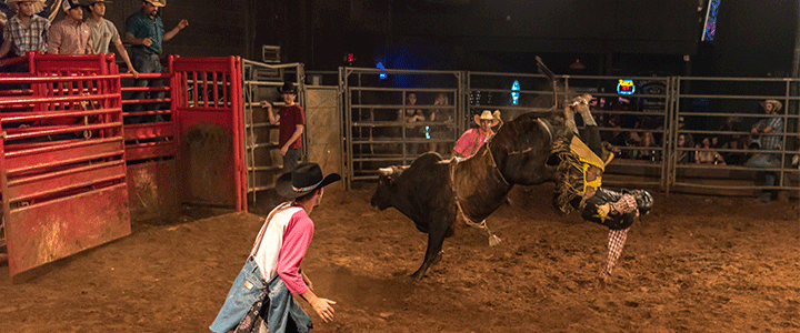 Rodeo clowns try to distract a bull as a rider lets go during the bull riding event at Cowboys OKC.