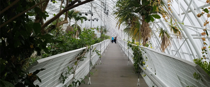 Plants in the Crystal Bridge at the Myriad Botanical Gardens