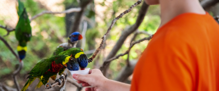 Child feeding the Lorikeets at the Oklahoma City Zoo