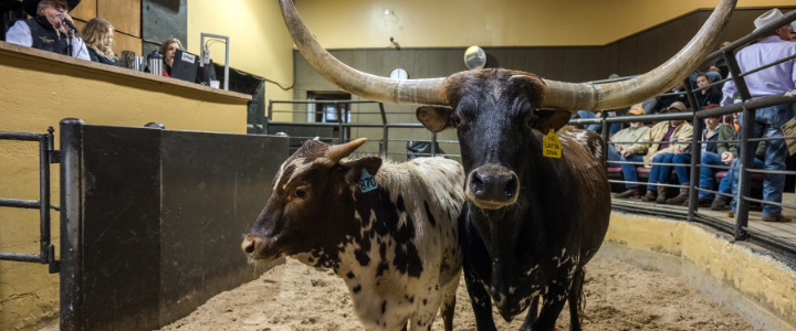 Inside the cattle auction that takes place at the Stockyards City in Oklahoma City.