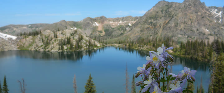 19 Unique Colorado Wildflowers from the Rocky Mountains: Visual