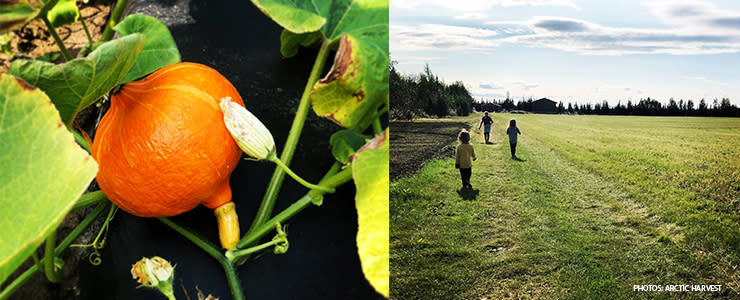 Fall in Fairbanks Alaska