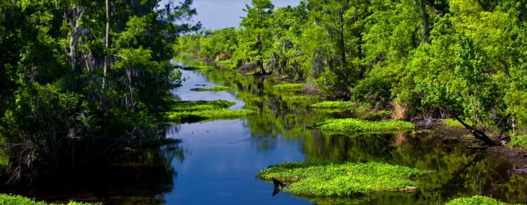 Going Green in Jefferson Parish