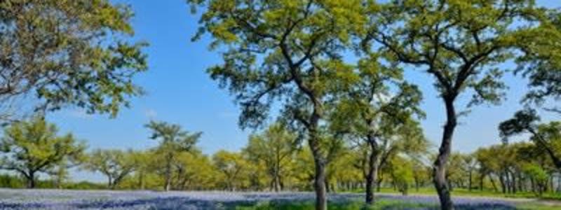 Bluebonnets