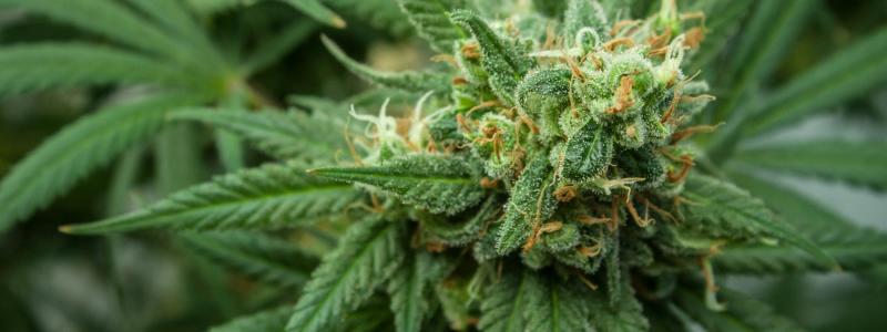 Cannabis Tourism Tips in Sonoma Valley, California