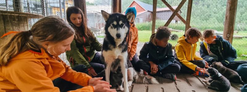 Sirdal Husky
