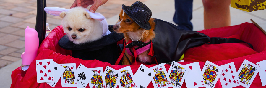 pet palooza blog size