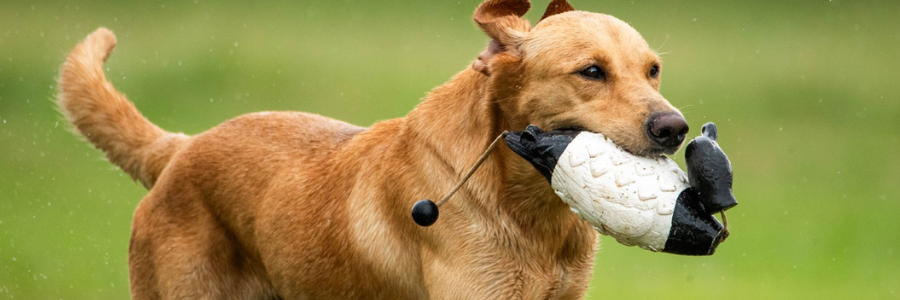 blog size - retriever trials - super retriever series crown champoionship