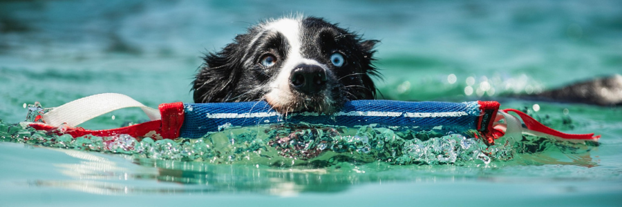 blog size - dock divig - srs crown championship