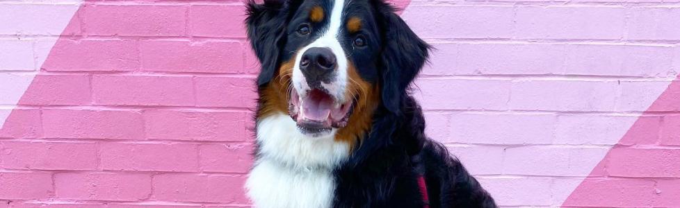 14 Places To Celebrate National Dog Day