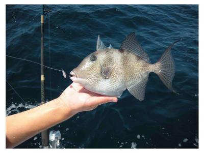 Freshly-caught Triggerfish