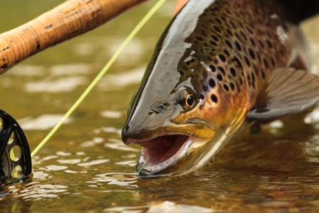 trout and fishing pole | Shutterstock