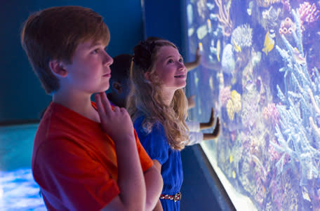 Boy and girl at Shreveport Aquarium, looking into tank