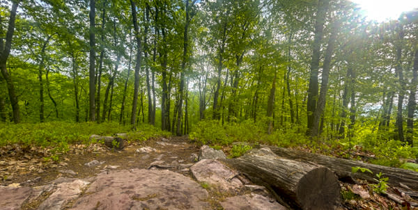 Cove Mountain