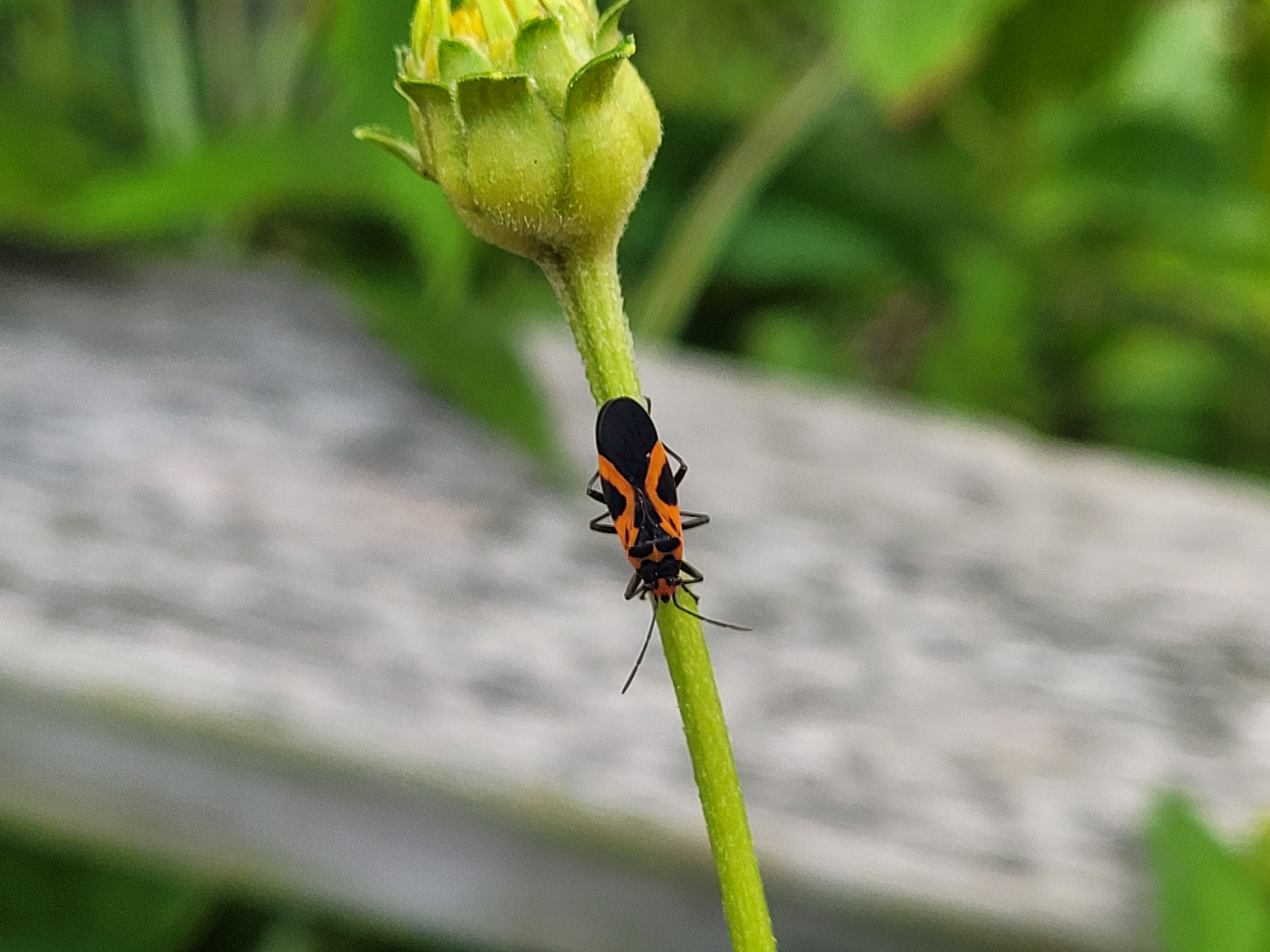 A red and black bug is climbing down a plant stem.